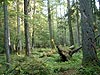 Bialowieza